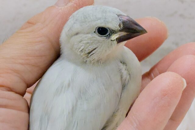 黒リップは今だけ☆　ちっちゃなしっかりさん～　シルバー文鳥～～