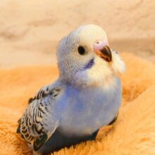 最新画像になります☆　キュートなお顔がチャームポイント🧚セキセイインコ(オパーリン) ヒナ