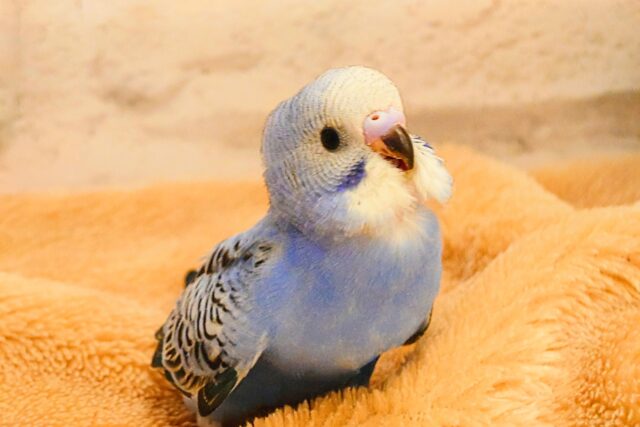 最新画像になります☆　キュートなお顔がチャームポイント🧚セキセイインコ(オパーリン) ヒナ