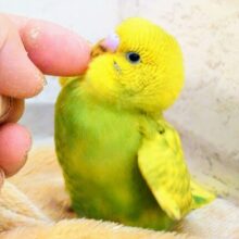 最新画像になります☆　「ちょっと」先のおとなを夢見て〜♬*°セキセイインコ(スパングル) ヒナ