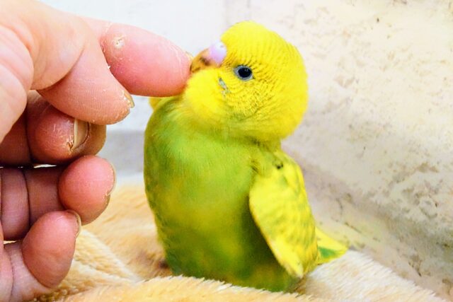 最新画像になります☆　「ちょっと」先のおとなを夢見て〜♬*°セキセイインコ(スパングル) ヒナ