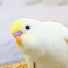 最新画像になります☆　走るの大好き！！やんちゃ小僧🐣セキセイインコ(クリーム) ヒナ