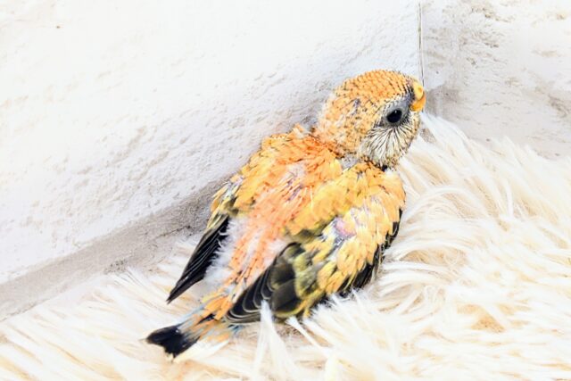 アキクサインコ（秋草インコ）