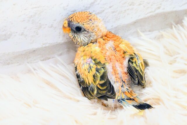 アキクサインコ（秋草インコ）