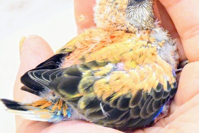 アキクサインコ（秋草インコ）