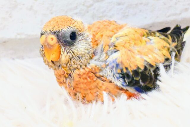 アキクサインコ（秋草インコ）