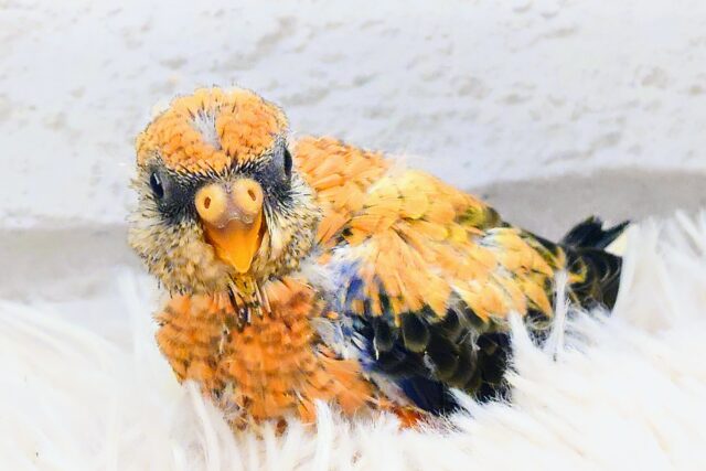 アキクサインコ（秋草インコ）