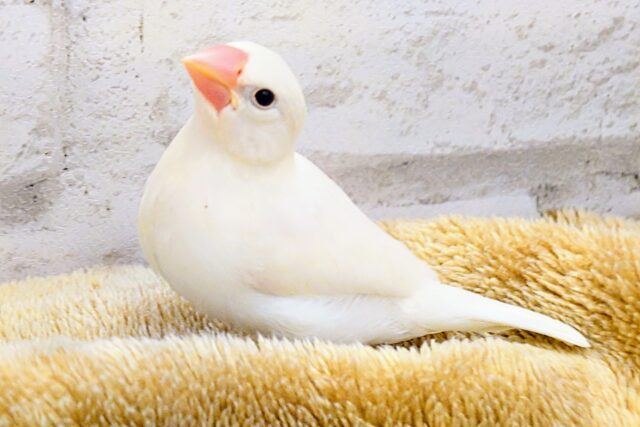白文鳥