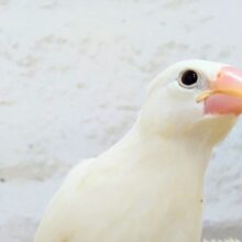 お最新画像になります☆　澄まし(´・ω・)　でも、じつは甘える方法、考えちゅ～　白文鳥～～