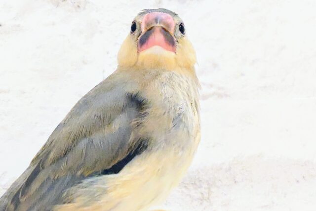 桜文鳥