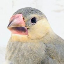 最新画像になります☆【限定3羽🐣】桜トリオ🌸桜文鳥 ヒナ
