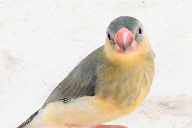 桜文鳥