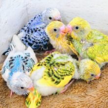ひなさんを育ててみましょっ♫　ひなヒナ雛～フェア　セキセイインコ～～