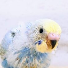 たくさんの「今だけ」残してねぇ～～　セキセイインコ　パステルレインボー～～