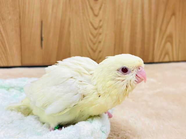 サザナミインコ