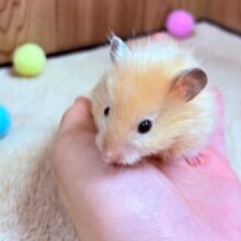 輝きまくり☆彡サテンハムスター(男の子)