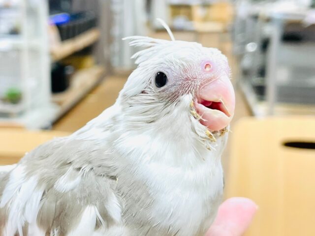 オカメインコ