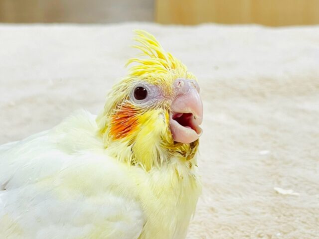 オカメインコ