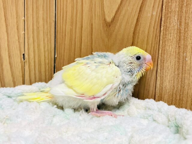 セキセイインコ