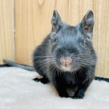 ツヤツヤまっくろボディ🫶デグー（ブラック）男の子