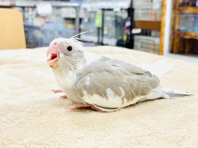 オカメインコ