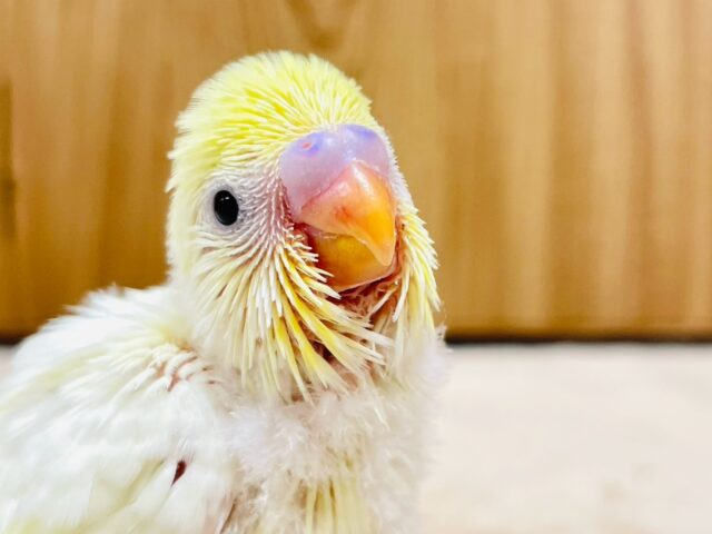 可愛すぎて目が離せない🫶💕︎︎セキセイインコ（クリーム）ヒナ