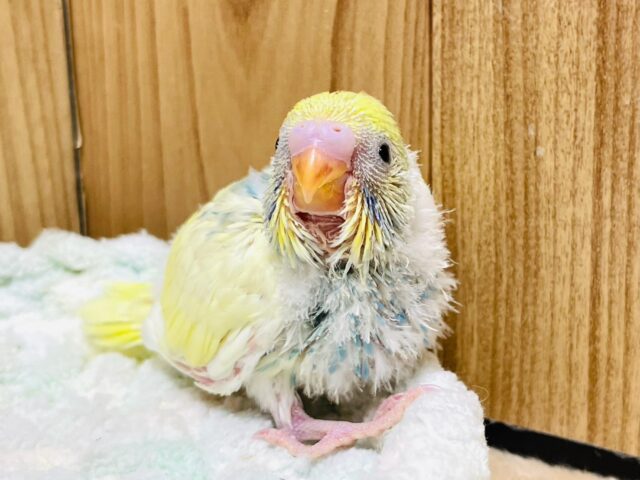 セキセイインコ