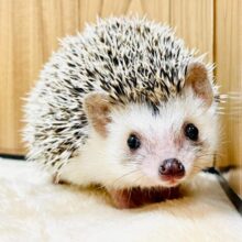 可愛い瞳に見つめられちゃう💓ハリネズミ（ノーマル）女の子