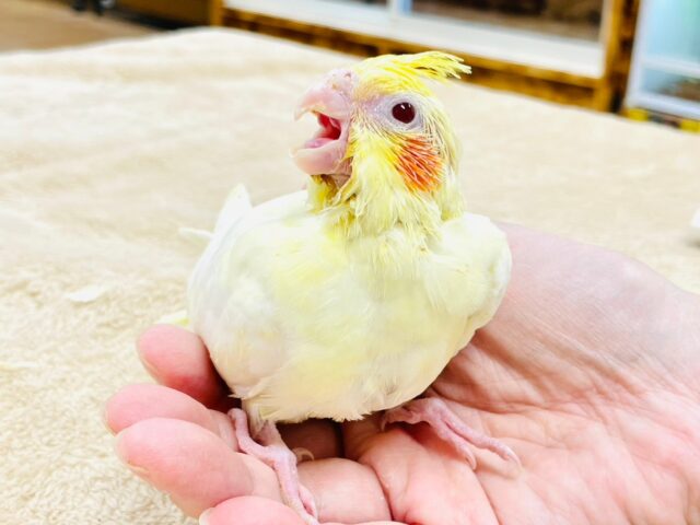 オカメインコ