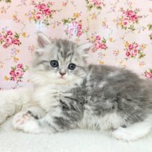 誰もが見惚れるもふもふガール♡　ミヌエットの女のコ 2025.3/2撮影
