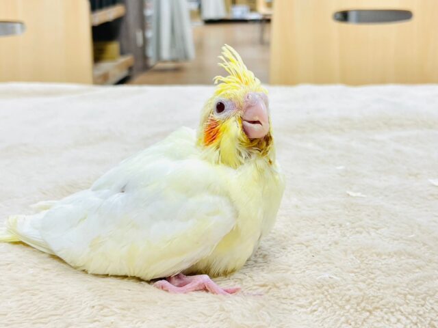 オカメインコ