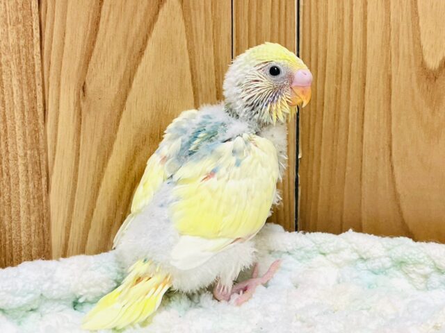 セキセイインコ