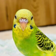 【最新画像更新🪄1人エサになりました☆】つぶらな瞳♥セキセイインコ(パイド)ヒナ