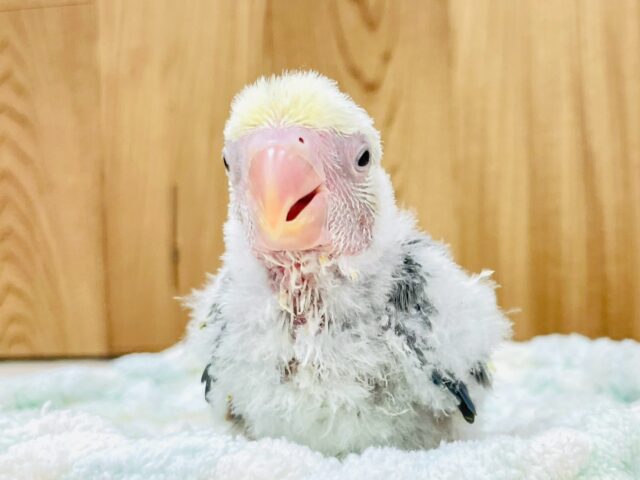 コザクラインコ（小桜インコ）