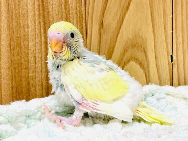 セキセイインコ