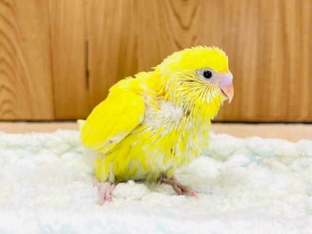 セキセイインコ