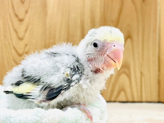 コザクラインコ（小桜インコ）