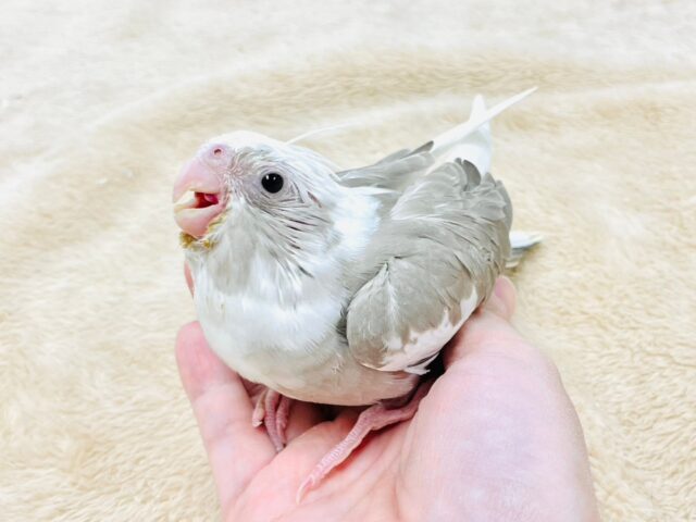 オカメインコ