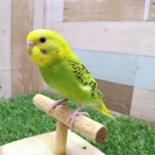 最新画像・動画有ります✨セキセイインコと言えばやっぱこのカラーですよね❗️定番人気のオパーリン💚