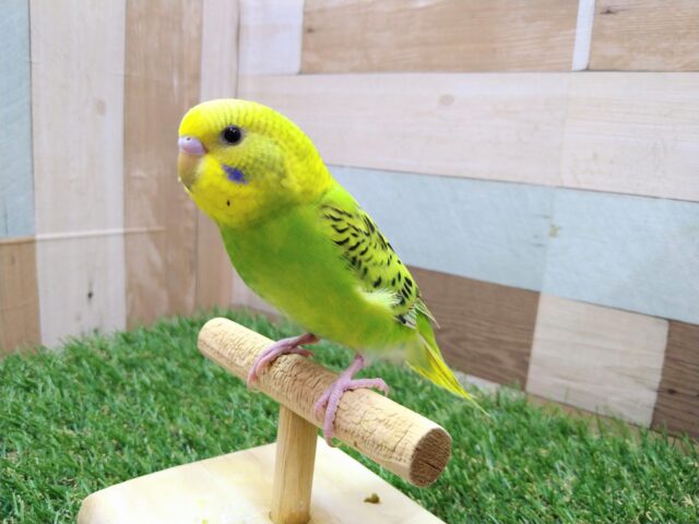 最新画像・動画有ります✨セキセイインコと言えばやっぱこのカラーですよね❗️定番人気のオパーリン💚