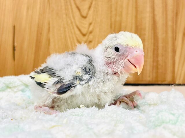 コザクラインコ（小桜インコ）