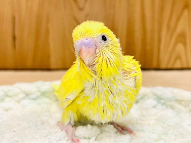 輝くカラーに一目惚れ💓セキセイインコ（ダブルファクター）ヒナ