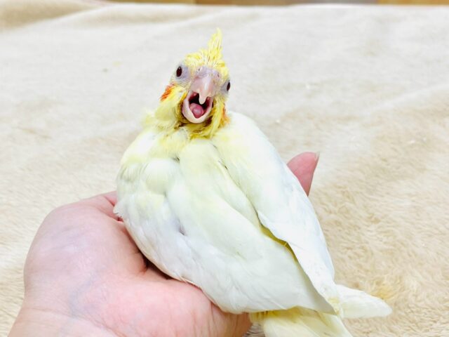 オカメインコ