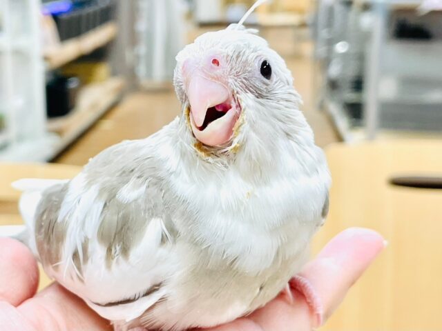 【最新画像更新🪄】優しげな表情にメロメロ💓オカメインコ（ホワイトフェイスシナモンパイド）ヒナ