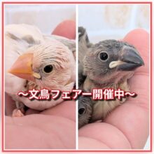 🌸期間限定🌸 かわいい溢れる～ 文鳥フェアー🎉