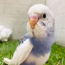 とっても綺麗なセキセイちゃん♪♪♪　セキセイインコ（パイド）①