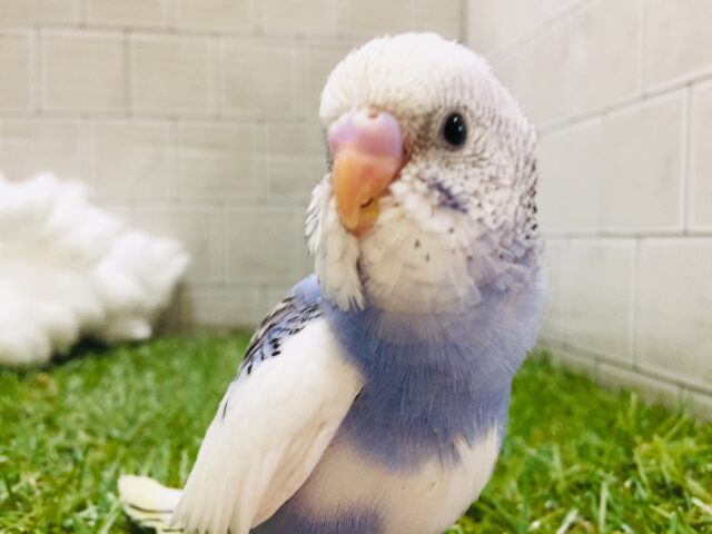とっても綺麗なセキセイちゃん♪♪♪　セキセイインコ（パイド）①