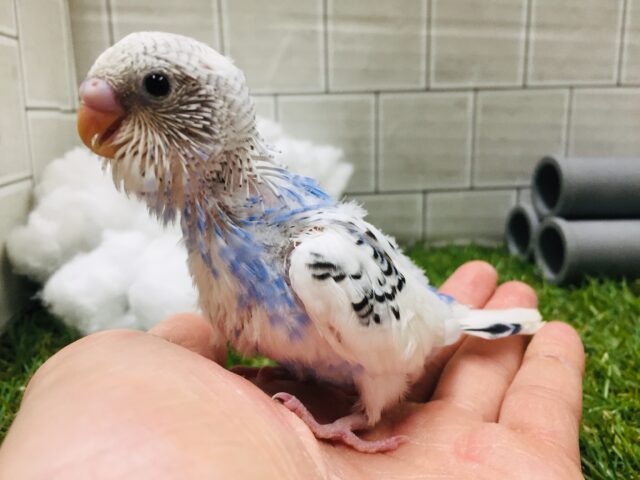 セキセイインコ