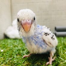 天才画家”フィンセント・ファン・ゴッホ”が描いたような独特な色合い、、？？　セキセイインコ（パイド）②