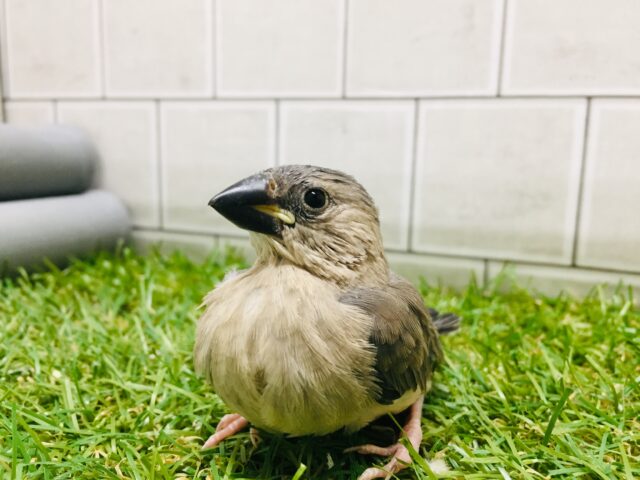 つぶらな瞳がチャームポイント☆☆　桜文鳥